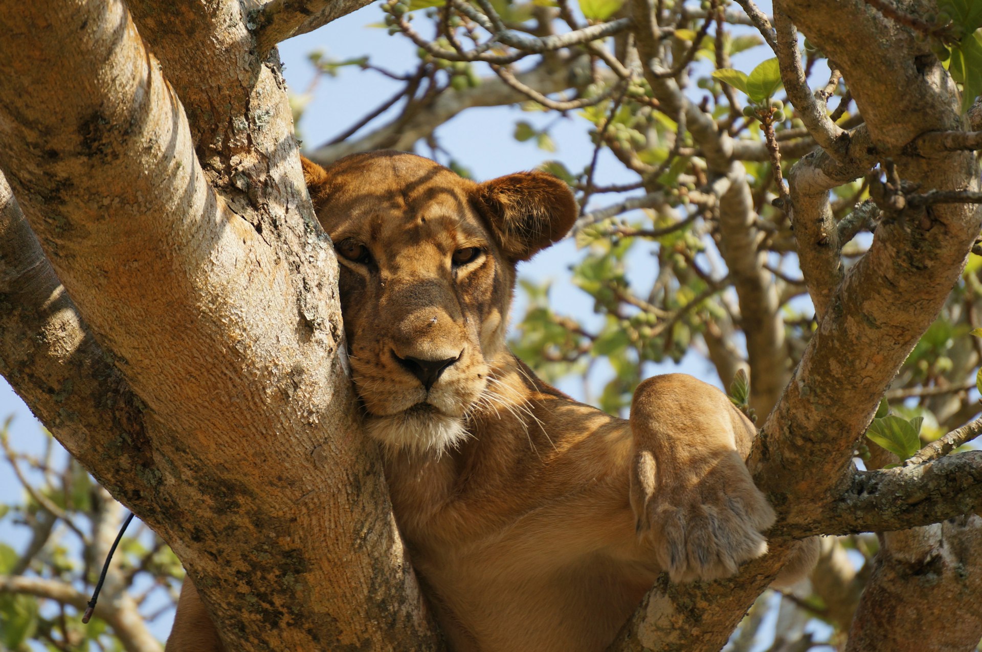 tree climbing lions in Uganda lioness lying on gray tree during daytime